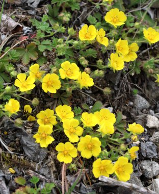 Potentilla incana, potentilla arenia baharda doğada yetişir.