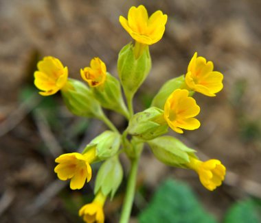 İlkbaharda, Primula veris (Primula veris) vahşi doğada açar.