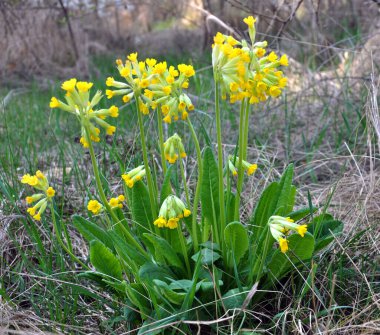 İlkbaharda, Primula veris (Primula veris) vahşi doğada açar.