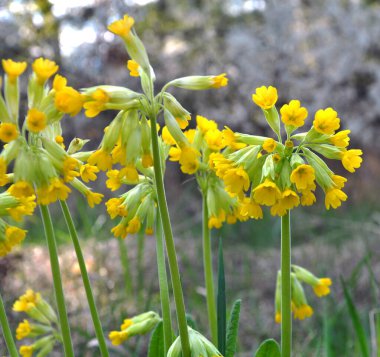İlkbaharda, Primula veris (Primula veris) vahşi doğada açar.