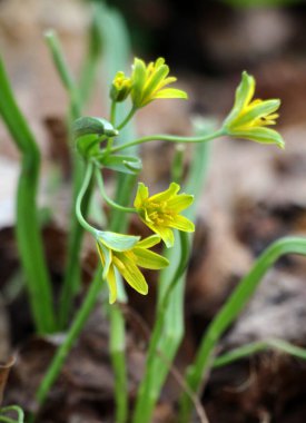 Erken bahar bitkisi Gagea Lutea ormanda açar.