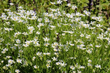 Vahşi ormanda bahar, Stellaria holostea çiçeğini açar.
