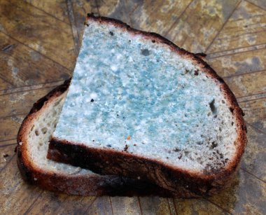 Masada küflü bozuk ekmek.