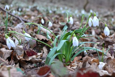 Ormanda ilkbahar karlarında (Galanthus nivalis) çiçek açar..