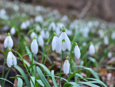 Ormanda ilkbahar karlarında (Galanthus nivalis) çiçek açar..