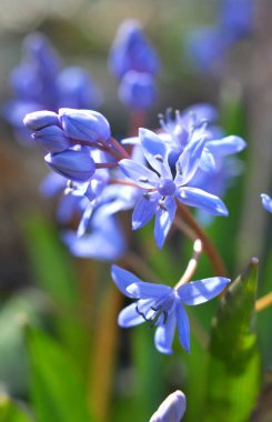İlkbaharda vahşi ormanda karlar açar bifoliat (Scilla bifolia)
