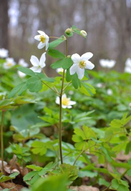 Ormanda bahar mevsimi çiçek açıyor Isopyrum thalictroides
