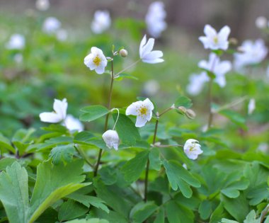 Ormanda bahar mevsimi çiçek açıyor Isopyrum thalictroides