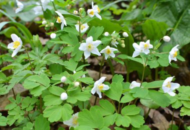 Ormanda bahar mevsimi çiçek açıyor Isopyrum thalictroides