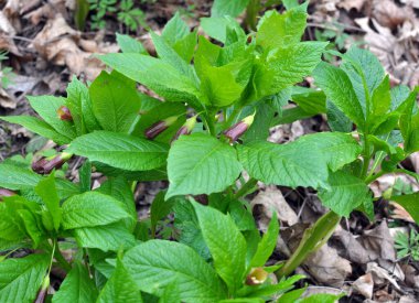 Ormandaki ilkbaharda nadir bulunan Scopolia Carniolica bitkisi çiçek açar.