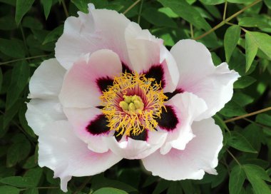 İlkbaharda bahçede çiçek açan şakayık ağacı gibi çiçek açar (Paeonia suffruticosa).