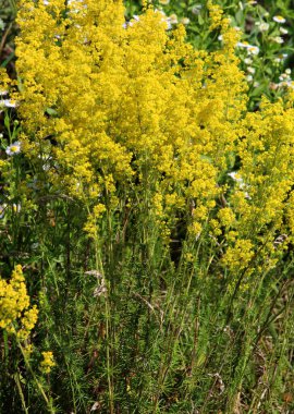 Galyum verum vahşi otların arasında yetişir.