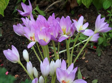 Sonbaharda, geç çiçek açan Colchicum bitkisi sonbaharda doğal olarak çiçek açar.