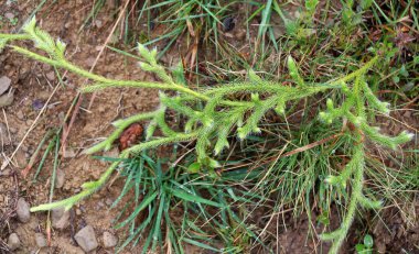 Gölgeye dayanıklı bitki Lycopodium clavatum vahşi doğada yetişir.