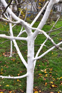 Whitewash of fruit trees in the orchard for protection against pests and sunburn.