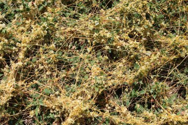 Parazit otlak kaçakçısı (Cuscuta campestris) tarlada ekinlerin arasında yetişir.
