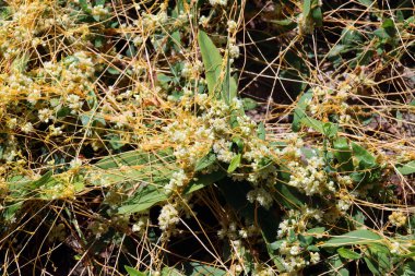 Parazit otlak kaçakçısı (Cuscuta campestris) tarlada ekinlerin arasında yetişir.