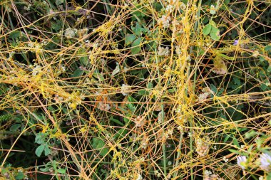 Parazit otlak kaçakçısı (Cuscuta campestris) tarlada ekinlerin arasında yetişir.
