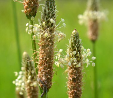 Bitki (bitki) çiçekleri vahşi doğada açar.