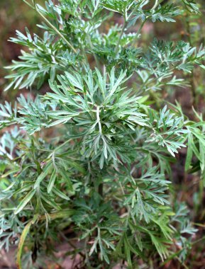 Acı pelin otu (Artemisia absinthium) vahşi doğada yetişir.