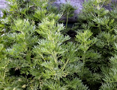 Acı pelin otu (Artemisia absinthium) vahşi doğada yetişir.