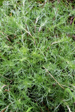 Marshall 'ın pelin ağacı (Artemisia marschalliana) vahşi doğada yetişir.)