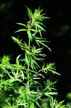 Pelin otu (Artemisia vulgaris) doğada vahşi bir şekilde yetişir.