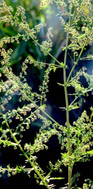Vahşi doğada yıllık pelin otu (Artemisia annua) yetişir.