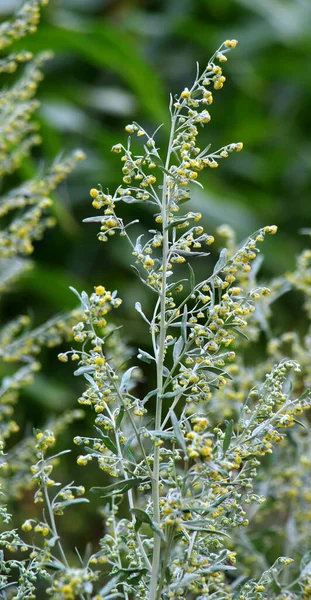 Acı pelin otu (Artemisia absinthium) vahşi doğada yetişir.