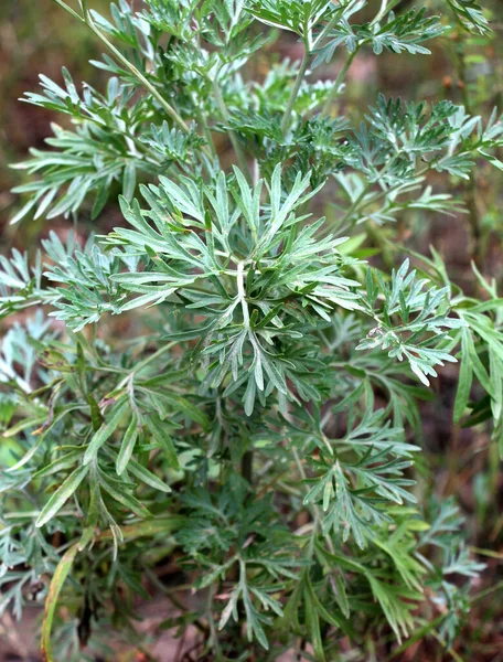 Acı pelin otu (Artemisia absinthium) vahşi doğada yetişir.