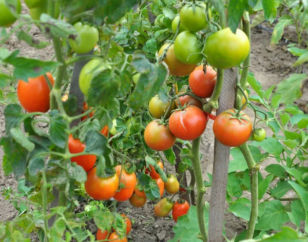 Domatesler açık organik toprakta yetişir.