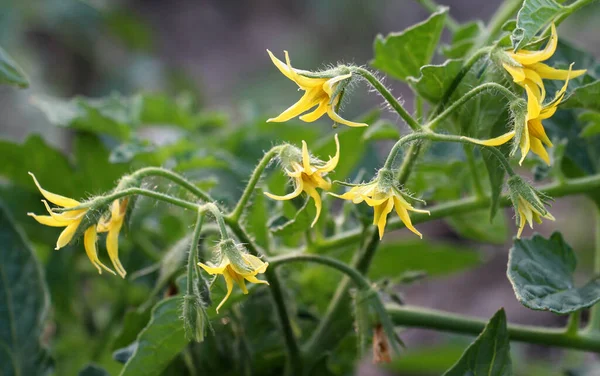Domatesler yazın tarlada çiçek açar.