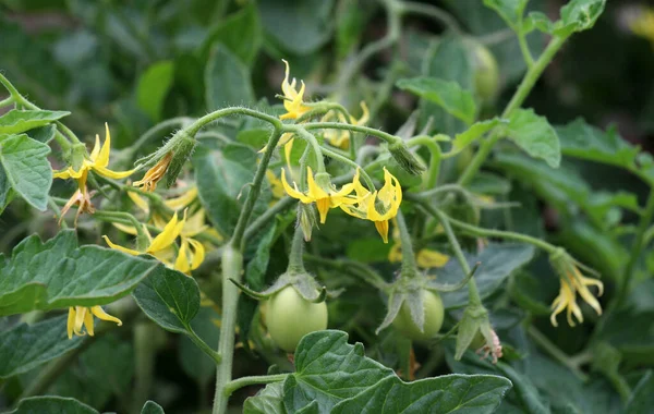 Domatesler yazın tarlada çiçek açar.