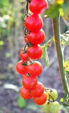 Bahçede, kiraz domatesleri açık arazide yetişir.