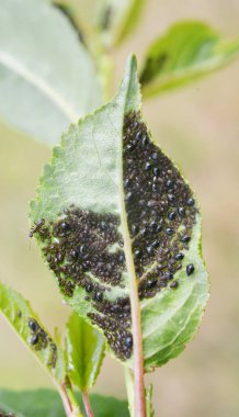 Ağaç yaprağı üzerinde kiraz yaprağı kolonisi (Myzus cerasi)