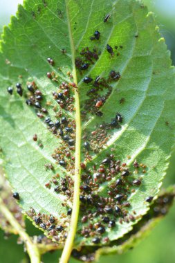 Ağaç yaprağı üzerinde kiraz yaprağı kolonisi (Myzus cerasi)