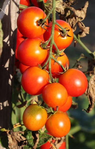 Bahçede, kiraz domatesleri açık arazide yetişir.
