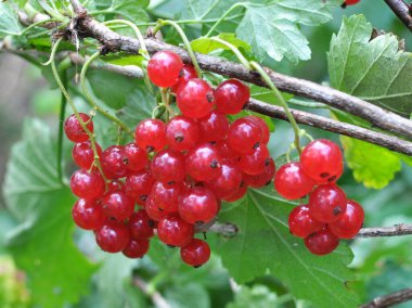 Dal dalında olgun kırmızı frenk üzümü (Ribes rubrum)