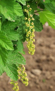 Baharda, bahçede frenk üzümü (Ribes rubrum) çiçek açar..