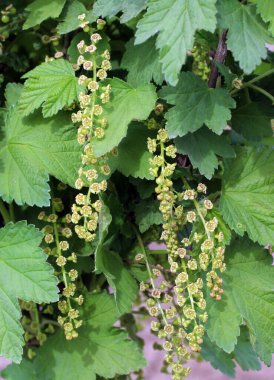 Baharda, bahçede frenk üzümü (Ribes rubrum) çiçek açar..