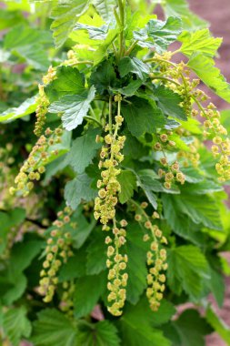 Baharda, bahçede frenk üzümü (Ribes rubrum) çiçek açar..