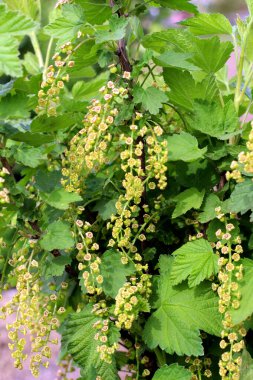 Baharda, bahçede frenk üzümü (Ribes rubrum) çiçek açar..