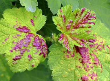 Yaprakları yaprak bitleri (Cryptomyzus ribis)