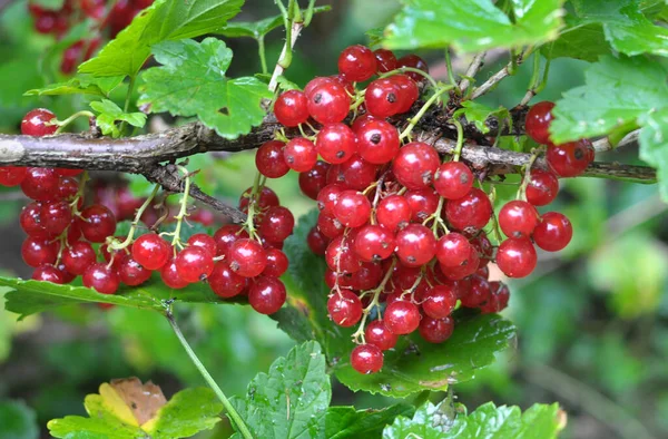 Dal dalında olgun kırmızı frenk üzümü (Ribes rubrum)