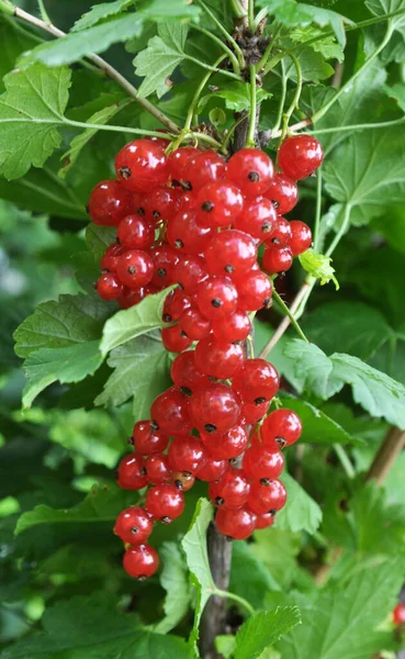 Dal dalında olgun kırmızı frenk üzümü (Ribes rubrum)