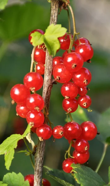 Dal dalında olgun kırmızı frenk üzümü (Ribes rubrum)