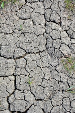 Isı yüzünden tarlada verimli topraklar çatladı.