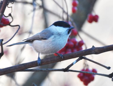 Vahşi doğada bir dalda bir kuş oturur Poecile palustris, Parus palustris