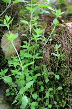 Akrepler, akrepler, akrepler baharda ormanda yetişir.