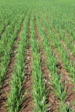 Bahar tarlasında güzel buğday ekimleri